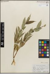 Foto von Salix lucida Muhl.